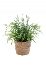 Rhipsalis in terracotta pot aged rond 11cm